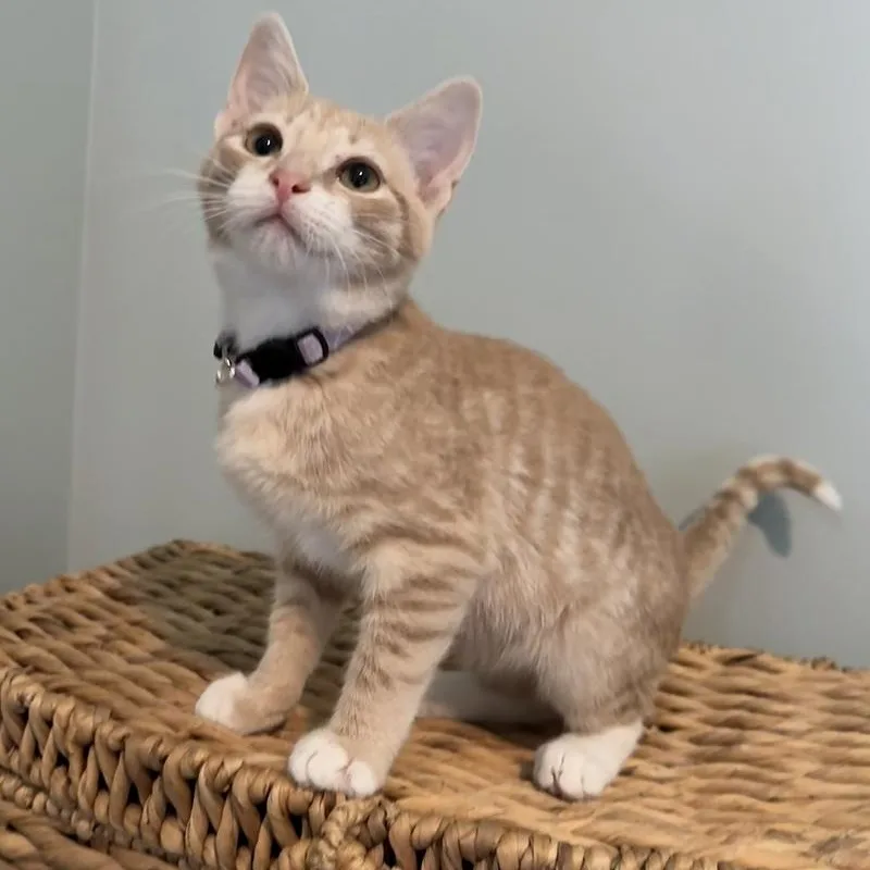 A baby small-sized male Tabby (Orange / Red) Domestic Short Hair cat named Aliz for adoption in Richmond, VA