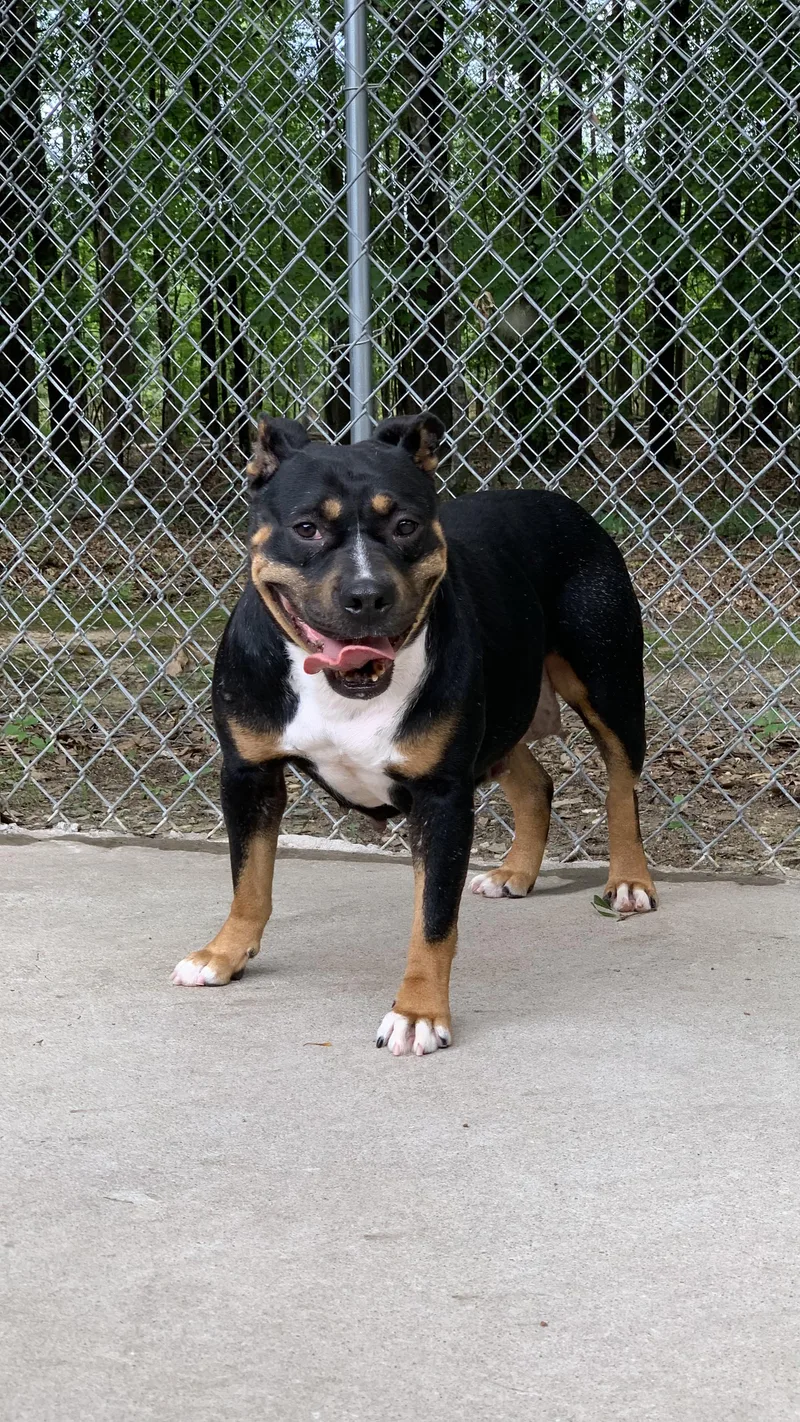 A young medium-sized female Terrier dog named Pixie and Penelope for adoption in Polkton, NC
