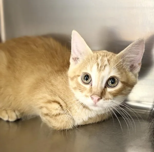 A baby small-sized male Domestic Short Hair cat named Thomas O'Mally for adoption in Sioux City, IA