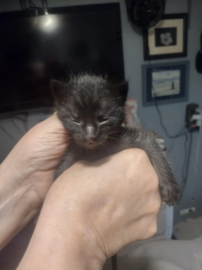 A baby medium-sized male Black Domestic Short Hair cat named Coffee for adoption in Omaha, NE
