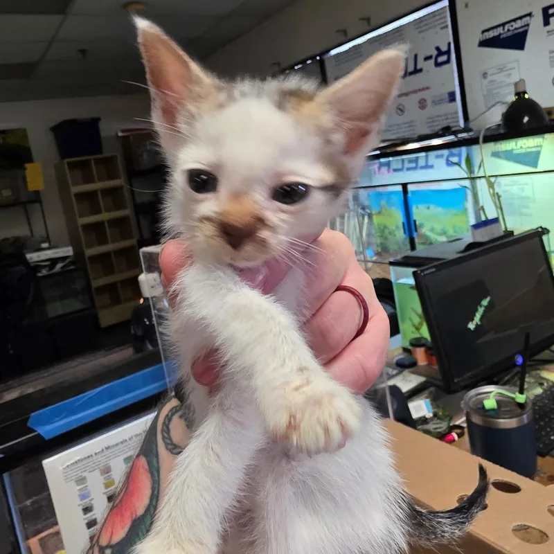 A baby small-sized male White Domestic Short Hair cat named Iza for adoption in Escondido, CA