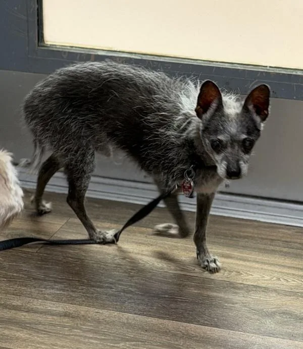 A senior small-sized male Terrier dog named Nurf N Turf for adoption in San Diego, CA