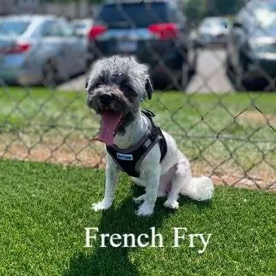 French Fry