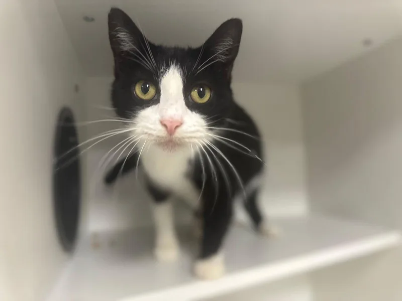 Italian Yo thumbnail 2