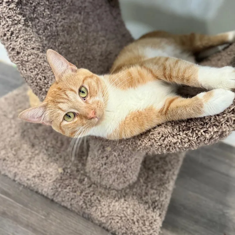 A young small-sized male Orange / Red Domestic Short Hair cat named East Coast Boy for adoption in Fredericksburg, VA