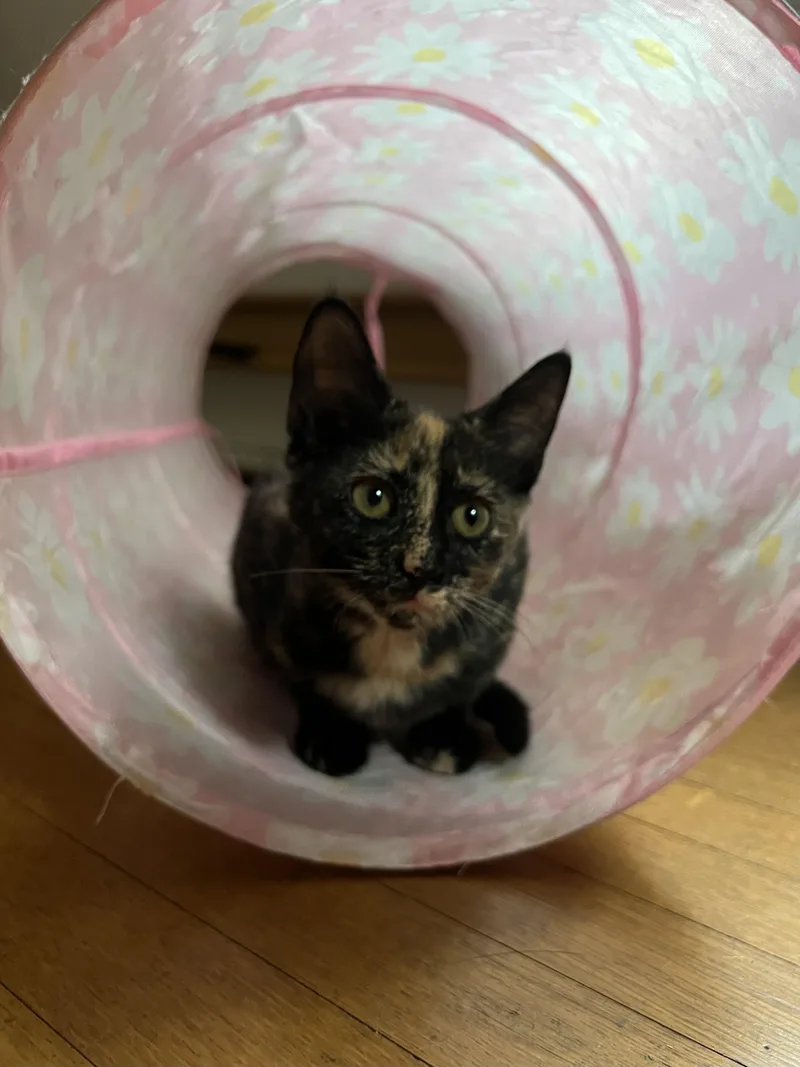 A baby medium-sized female Tortoiseshell cat named Nutmeg for adoption in Honeoye, NY