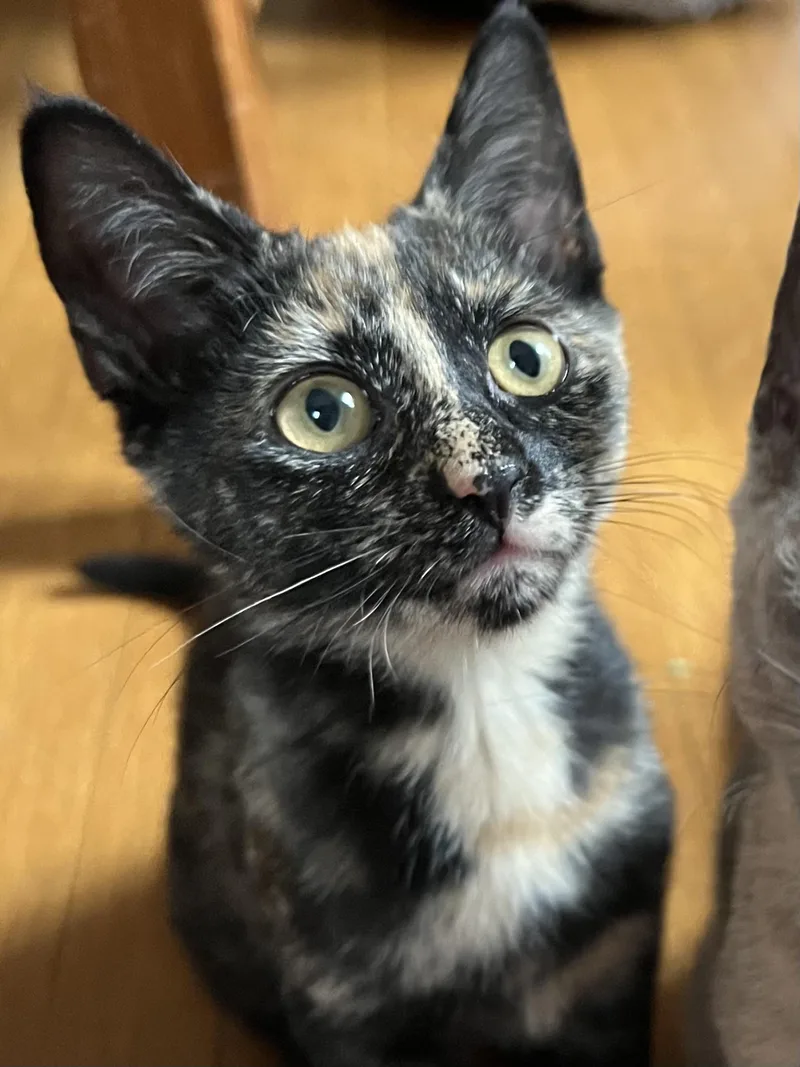 Nutmeg thumbnail 2