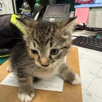 A baby small-sized female Brown / Chocolate Domestic Short Hair cat named Taffeta for adoption in West Palm Beach, FL