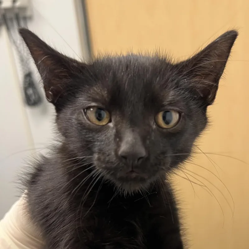 A baby small-sized male Domestic Short Hair cat named Willy for adoption in Jacksonville, FL
