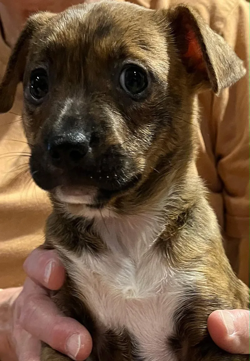 A baby medium-sized female Labrador Retriever dog named Nacie Mae for adoption in Royal Palm Beach, FL