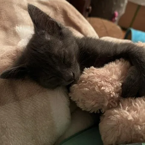 A baby medium-sized male Gray & White Domestic Short Hair cat named Gumpy for adoption in Sterling Heights, MI