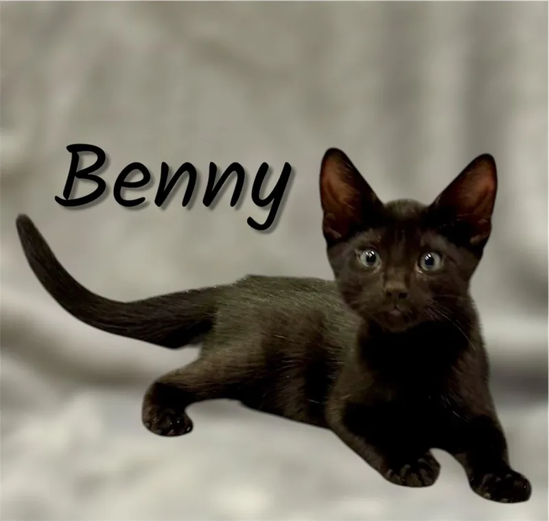 A baby small-sized male Black Domestic Short Hair cat named Benny for adoption in Auburn, CA