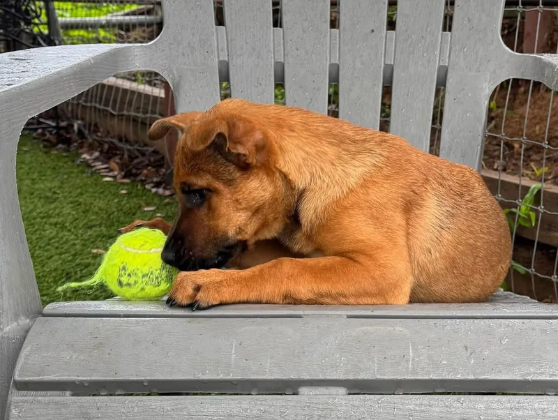 A young medium-sized male Black Mouth Cur dog named Blaze for adoption in Southlake, TX