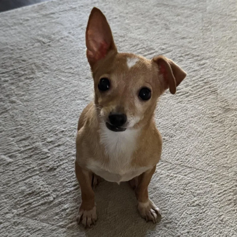 A senior small-sized male Yellow / Tan / Blond / Fawn Chihuahua dog named Toby for adoption in Apple Valley, CA