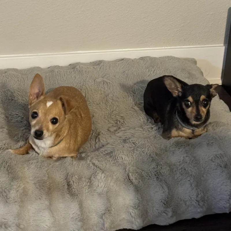Toby thumbnail 2