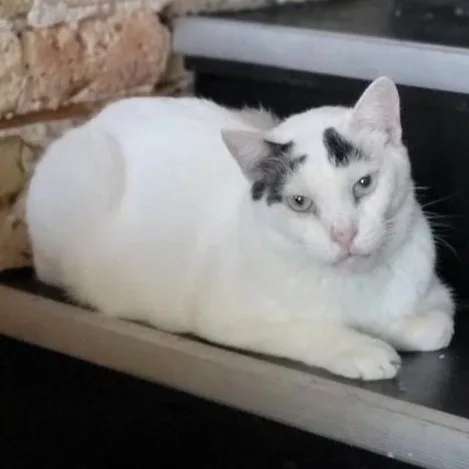 A senior large-sized male White Domestic Short Hair cat named Ahmos for adoption in Chicago, IL