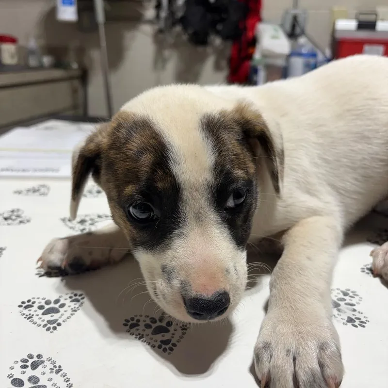 A baby small-sized female White / Cream Mixed Breed dog named Indigo for adoption in Milton, FL