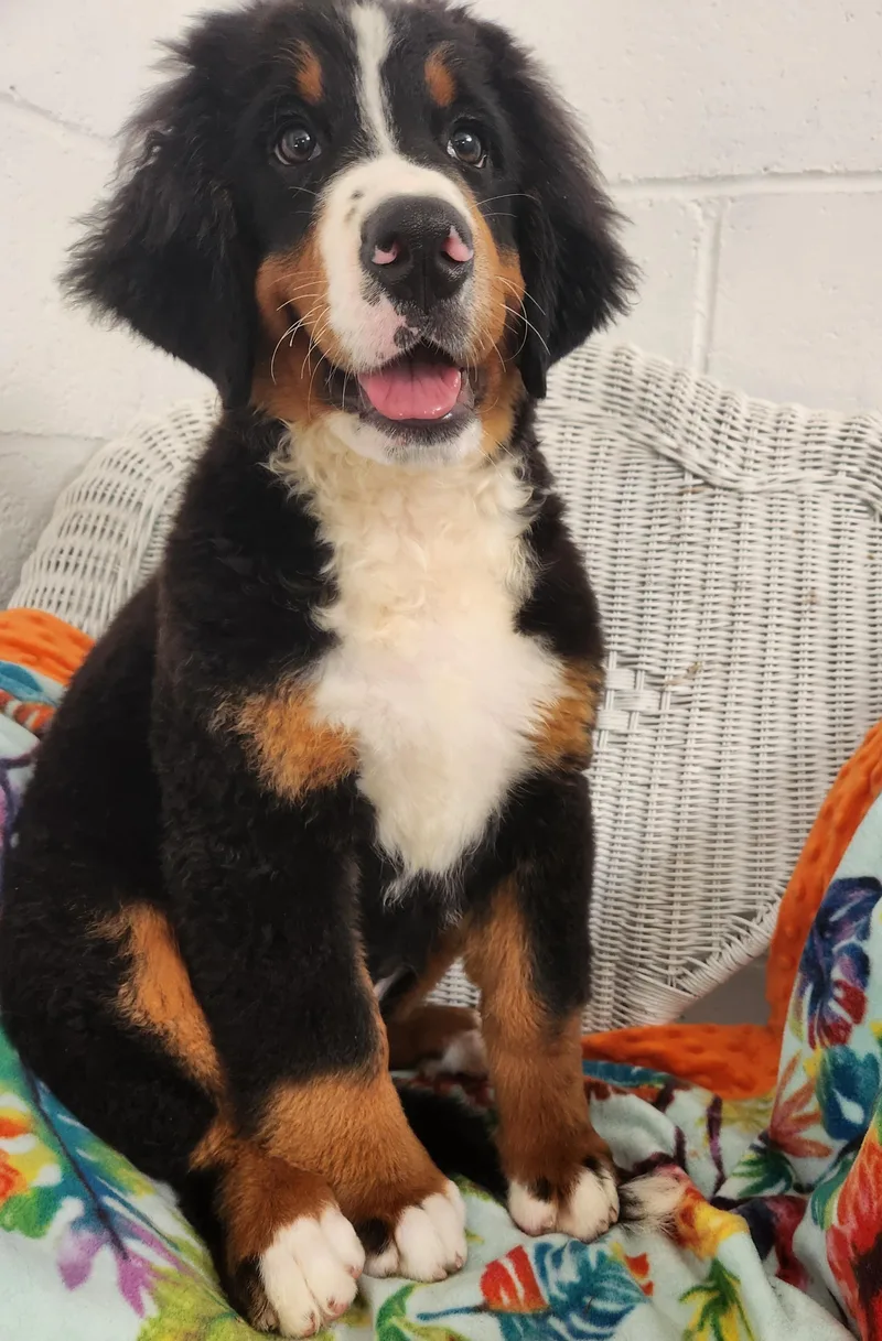 A baby large-sized female Tricolor (Brown, Black, & White) Bernese Mountain Dog dog named Scarlet for adoption in Smithfield, PA