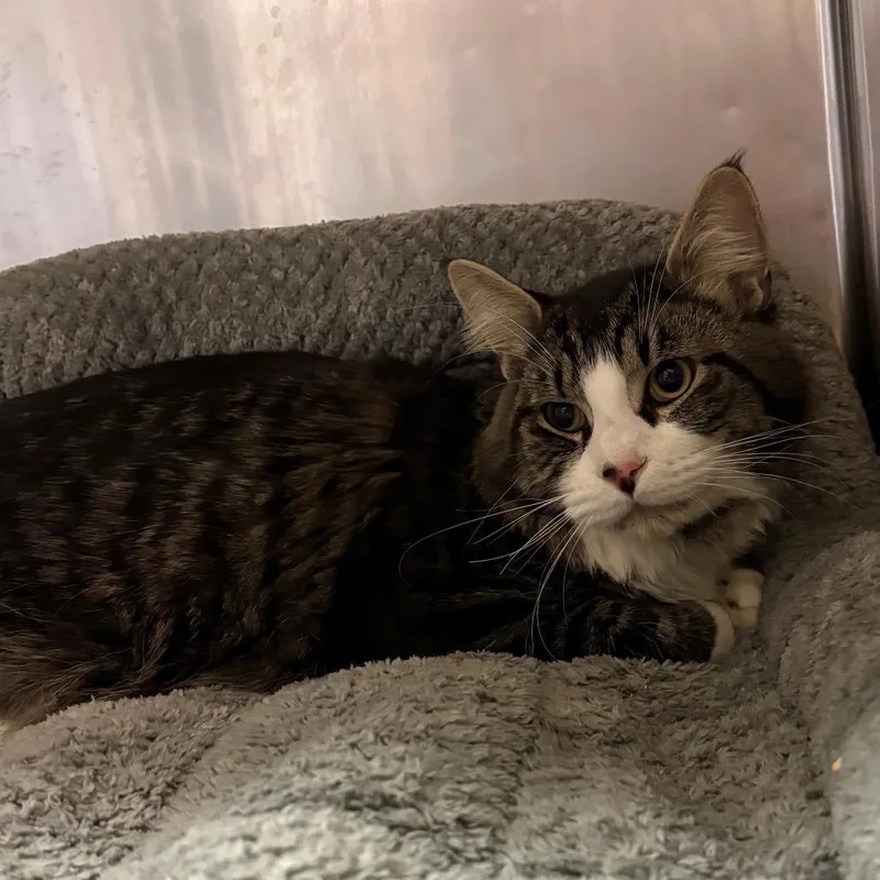 A young small-sized male Brown / Chocolate Domestic Long Hair cat named Pretty Boy for adoption in Chehalis, WA