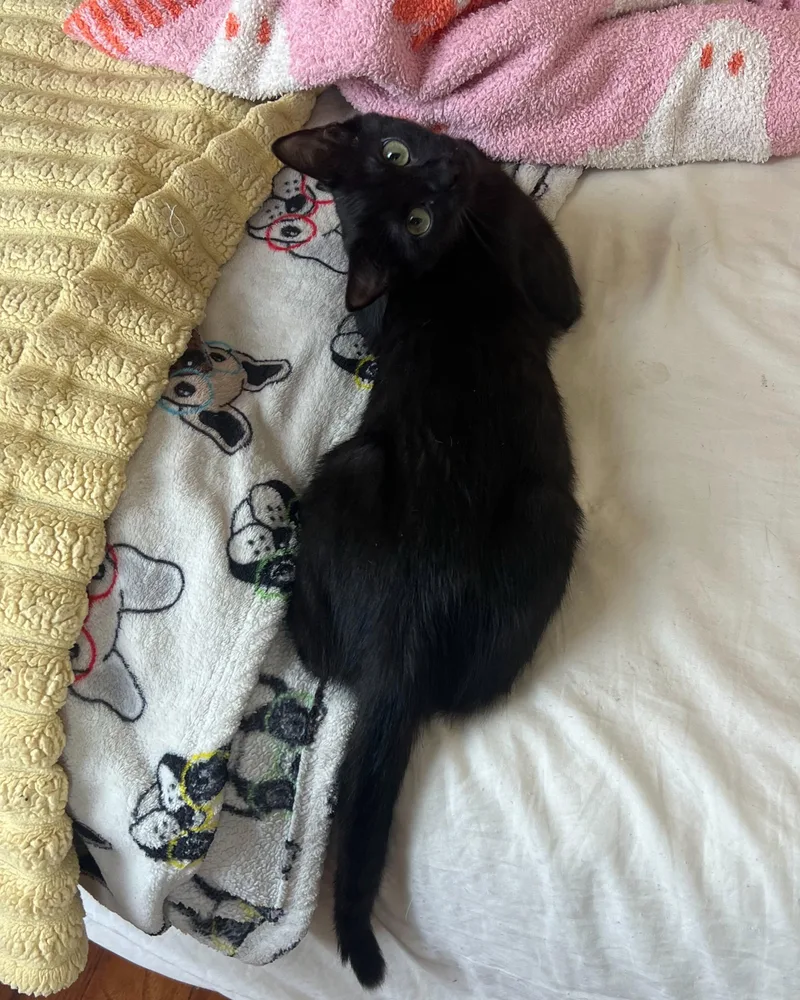 A young medium-sized female Black American Shorthair cat named Colette for adoption in Brooklyn, NY