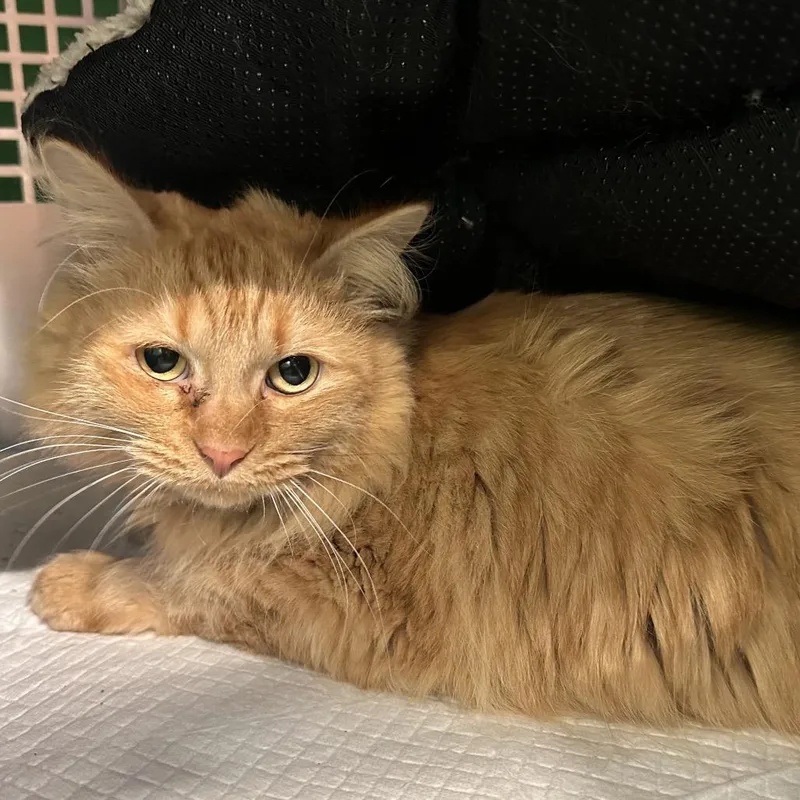 An adult small-sized female Orange / Red Domestic Long Hair cat named Chloe for adoption in Mount Vernon, IN