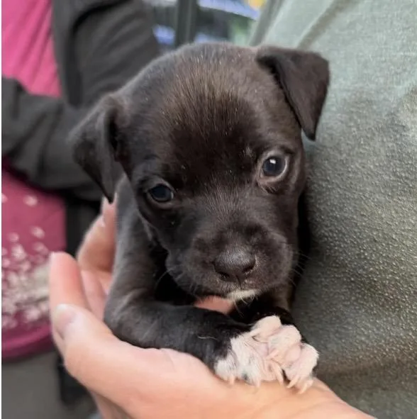 A baby medium-sized female Black Mixed Breed dog named Lola for adoption in Santa Rosa, CA