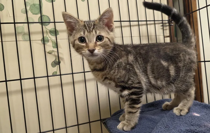 A baby medium-sized male Domestic Short Hair cat named Wyatt for adoption in Lancaster, PA