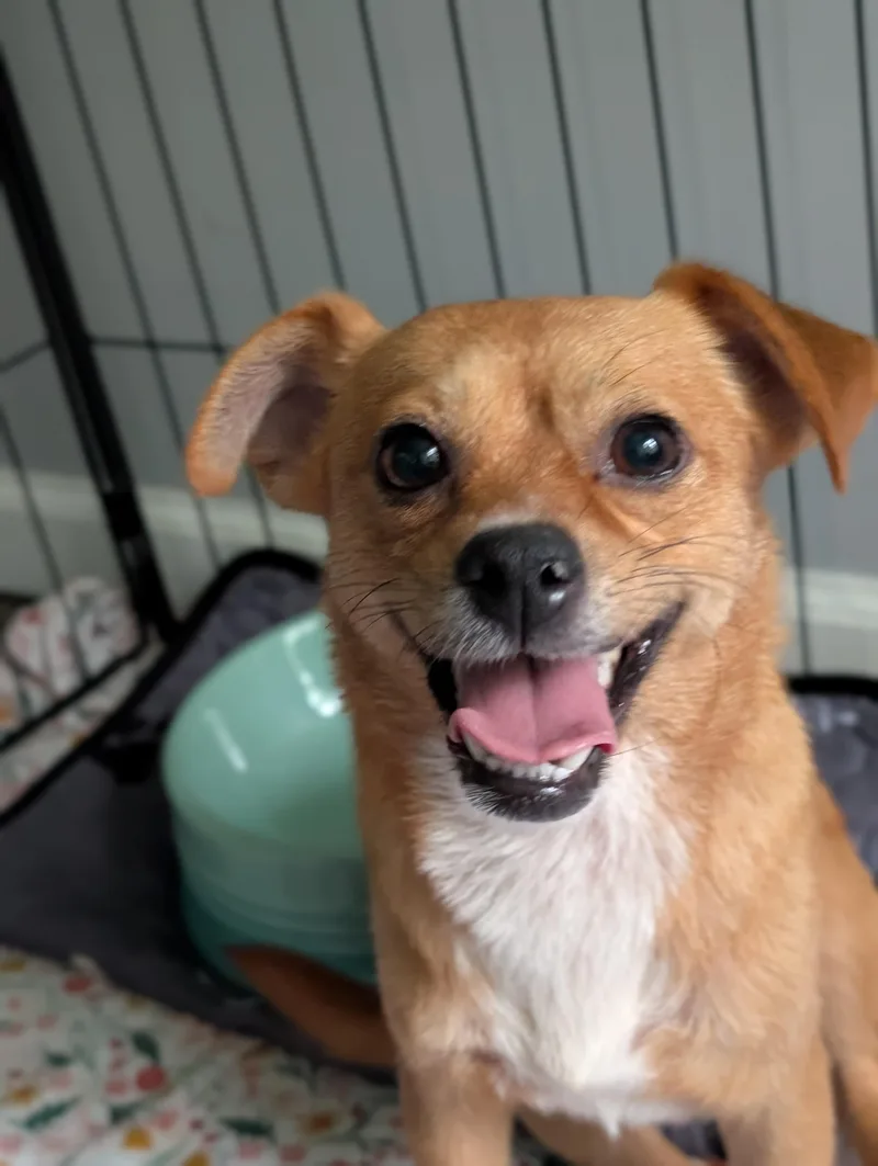 An adult small-sized female Chihuahua dog named Bijou for adoption in Bloomingdale, GA