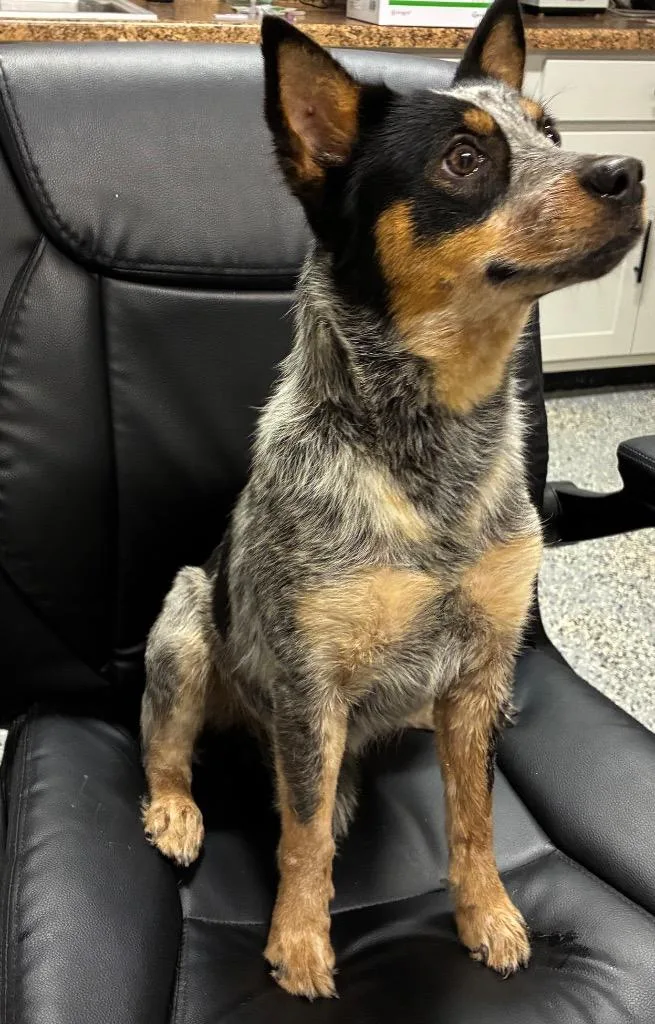 A baby medium-sized female Australian Cattle Dog / Blue Heeler dog named Hanna for adoption in Seven Points, TX