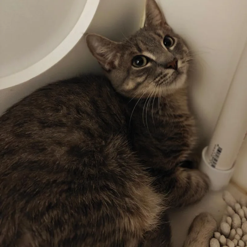 A young medium-sized male Domestic Short Hair cat named Fred for adoption in Cumming, GA