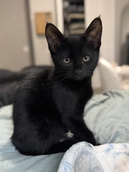 A baby medium-sized male Black Domestic Short Hair cat named Michael for adoption in Tinley Park, IL