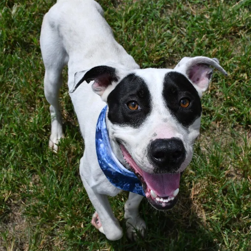 An adult medium-sized male White / Cream Pit Bull Terrier dog named Walter for adoption in Beaumont, TX
