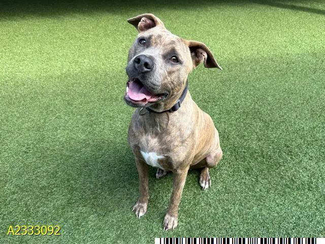 A young medium-sized female Mixed Breed dog named Marie Curie for adoption in West Palm Beach, FL