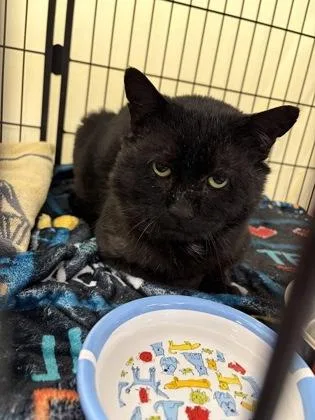 An adult medium-sized male Domestic Short Hair cat named Bandit for adoption in Lowell, MA