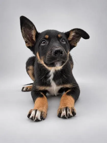 A young small-sized male Rottweiler dog named Trigger for adoption in Bowling Green, KY