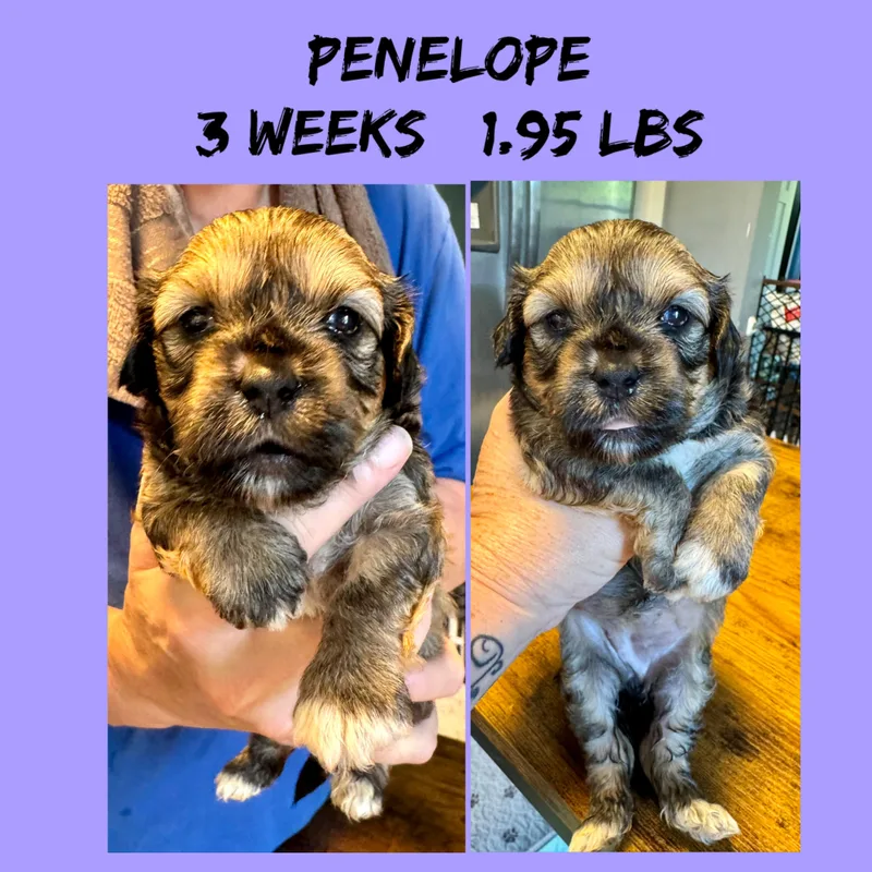 A baby small-sized female Maltese dog named Penelope for adoption in Maiden, NC