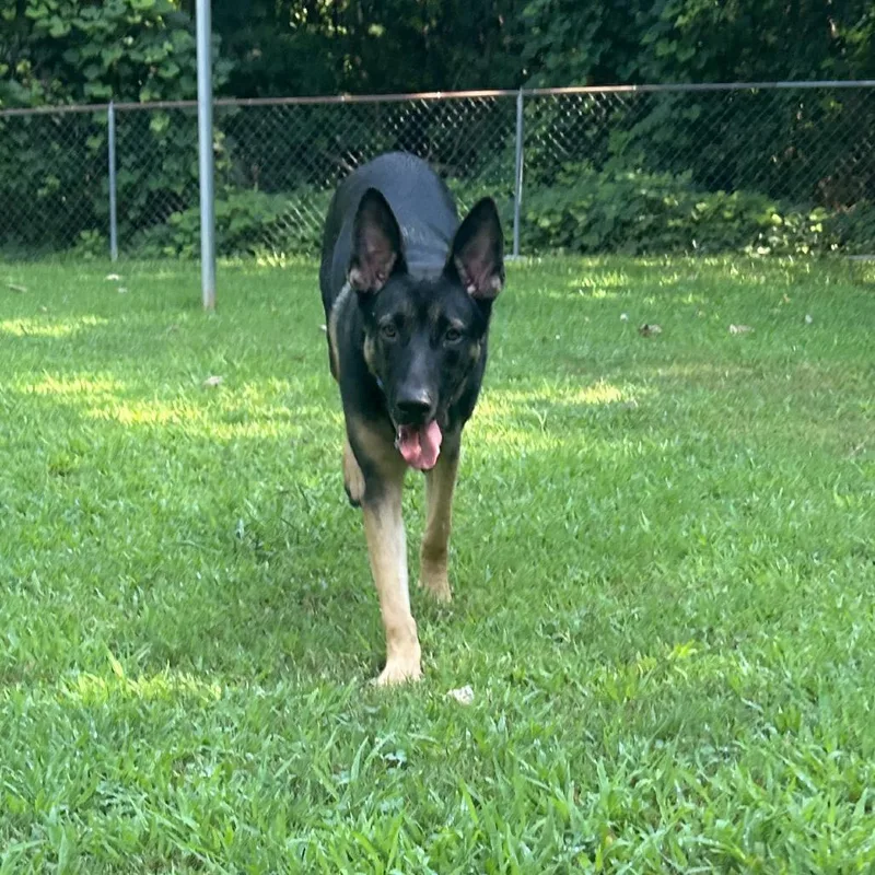 A young large-sized male Black Mixed Breed dog named Jacob for adoption in Auburn, AL