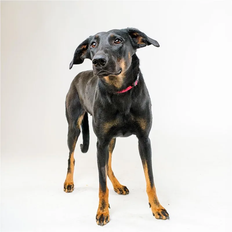 An adult large-sized female Black Doberman Pinscher dog named Dutchess for adoption in Palm Springs, CA