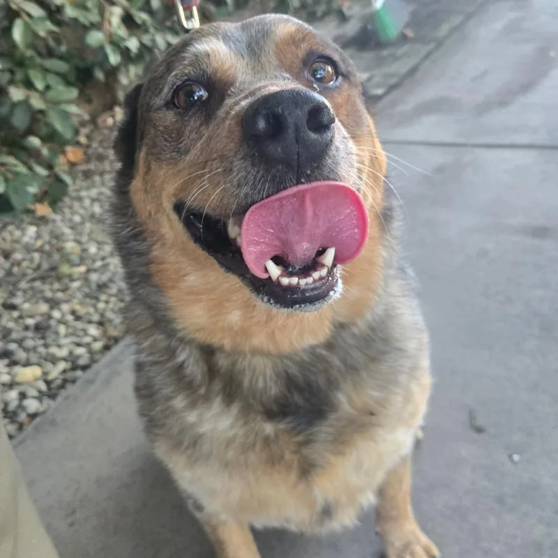 An adult large-sized female Red / Chestnut / Orange Cattle Dog dog named Paquita for adoption in San Jacinto, CA