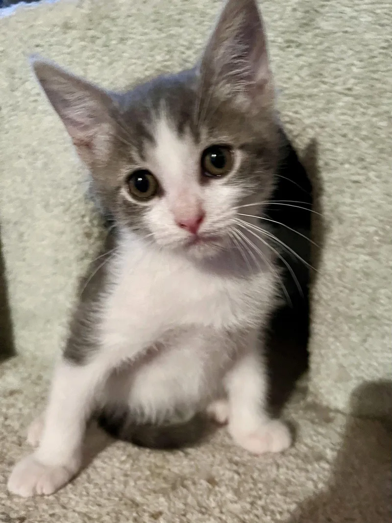 A baby small-sized male Gray & White Domestic Short Hair cat named Murphy for adoption in Walnut Creek, CA
