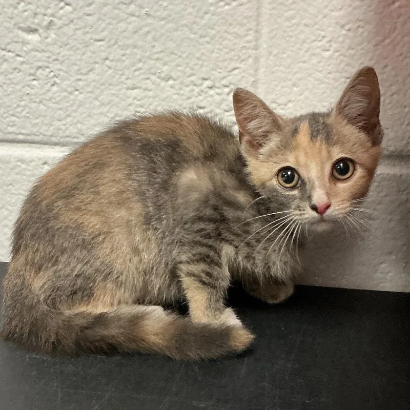 A baby small-sized female Gray / Blue / Silver Domestic Short Hair cat named Triscuit for adoption in Spruce Pine, NC