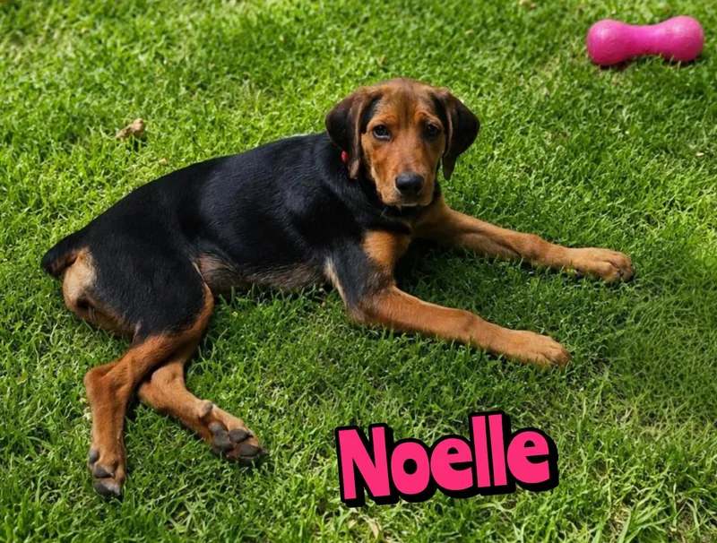 Noelle thumbnail 3