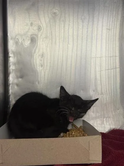 A baby small-sized male Black Domestic Short Hair cat named 61468469 for adoption in El Paso, TX