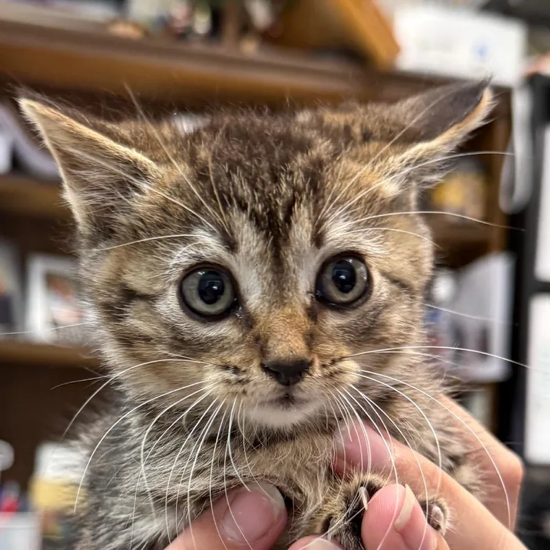 A baby small-sized female Gray / Blue / Silver Domestic Short Hair cat named Matilda for adoption in Jacksonville, AR