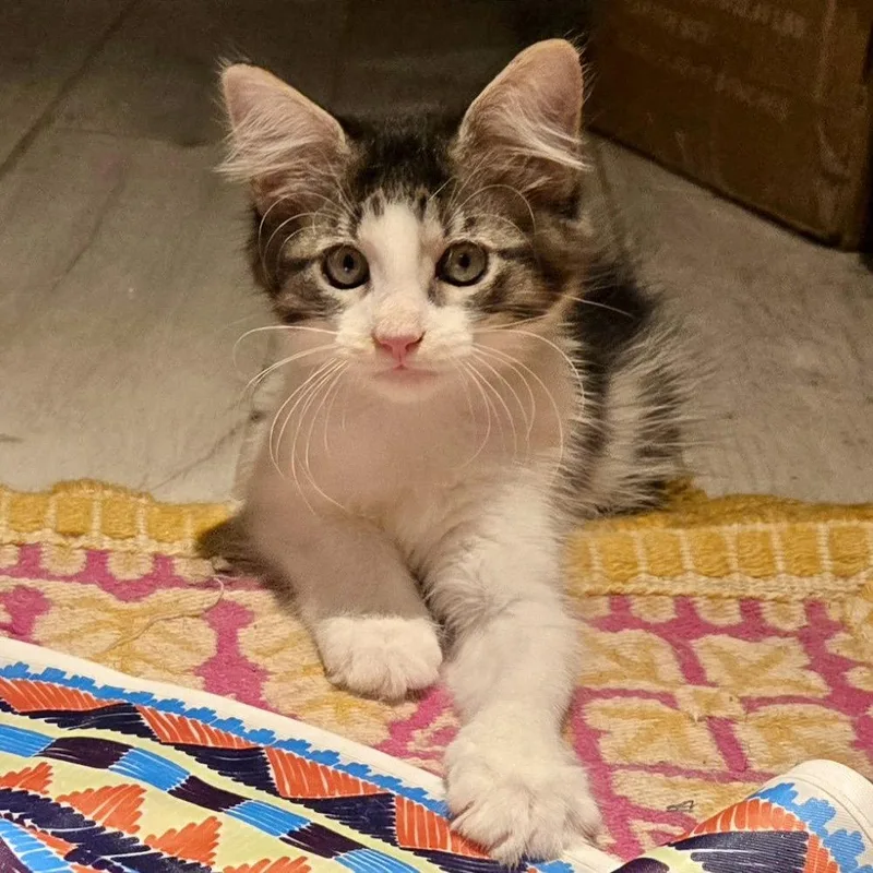 A young medium-sized female Gray & White Domestic Short Hair cat named Fern for adoption in Flushing, NY