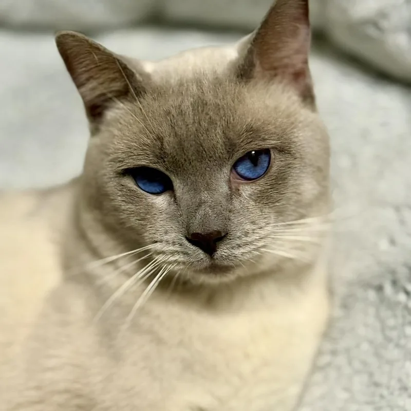 Davinci