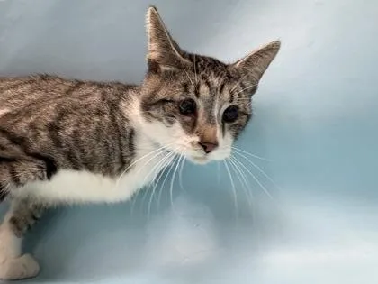 An adult small-sized male Domestic Short Hair cat named Bowie for adoption in Golden Valley, MN
