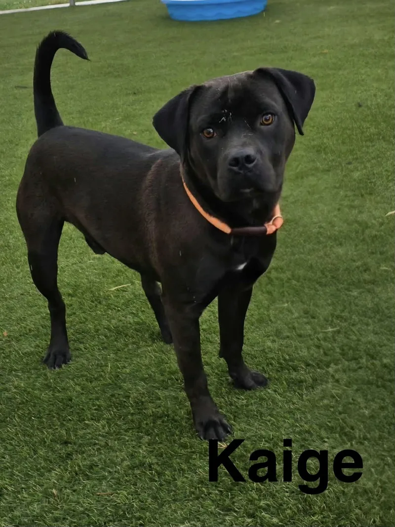 A young medium-sized male Black Labrador Retriever dog named Kaige for adoption in Topeka, KS