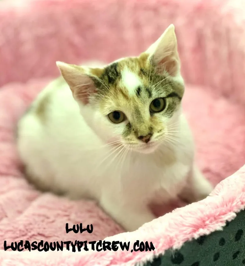 A baby medium-sized female Calico Domestic Short Hair cat named Lulu for adoption in Toledo, OH