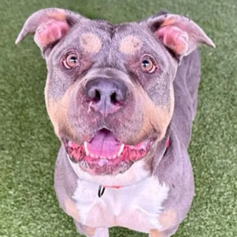 An adult small-sized female Gray / Blue / Silver Mixed Breed dog named Zaza for adoption in Bangall, NY